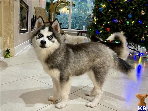 Alaskan Klee Kai puppy for sale